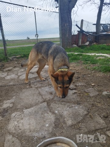 Източно европейска овчарка 