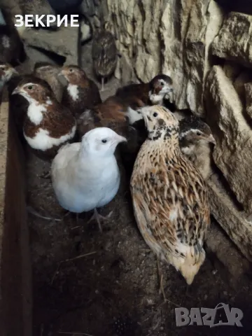 Продавам Домашни Оплодени  Яйца  от Пъдпъдъци 