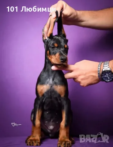 Добермани с родословие, снимка 3 - Доберман - 47454858