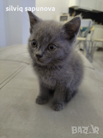 Търсим дом на чистокръвни котета, снимка 3 - Британска късокосместа - 53114632