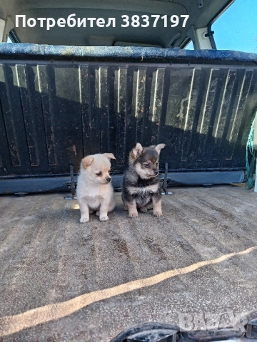 мъжки и женски кученца