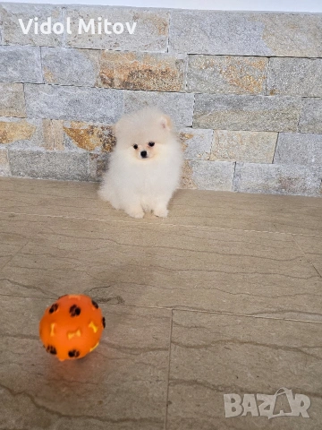 Мини Померан момиче на 3 месеца 