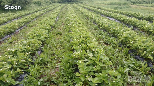 разсад ягоди , снимка 2 - Сортови семена и луковици - 53488609