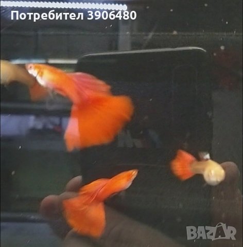 Налични красиви  Full Red Albino, снимка 3 - Рибки - 43256881