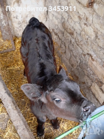 Женски Абърдийн , снимка 3 - Крави - 53444895