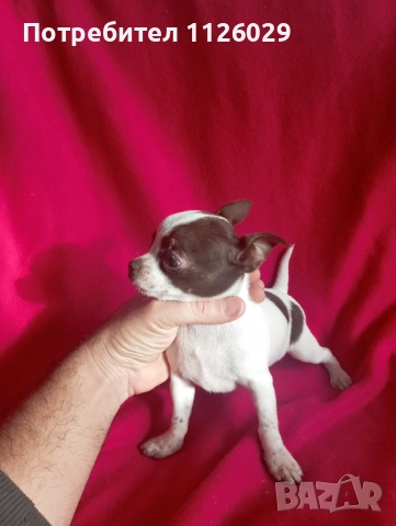 Чихуахуа момиче , снимка 2 - Чихуахуа - 52586526