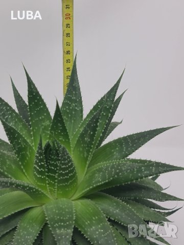 алое Аристата, снимка 4 - Стайни растения - 43375734