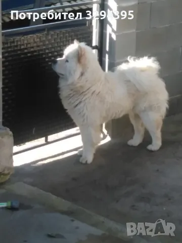 Чау Чау за Разплод , снимка 3 - Чау Чау - 49678061