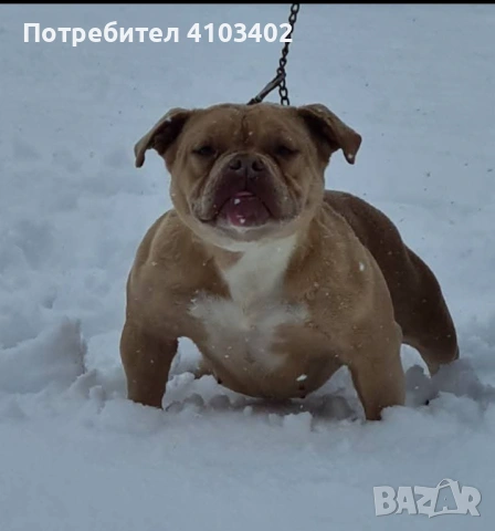 Американско були-покет , снимка 3 - Други - 49409254