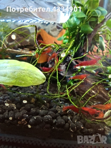 Аквариумни скариди-Bloody Mary, снимка 3 - Рибки - 51620593