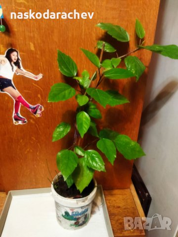 Китайски рози цвят червен празен фуния, снимка 9 - Стайни растения - 34949038