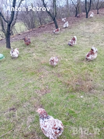 Продавам млади чифтове Орпингтон порцелан!, снимка 5 - Кокошки и пуйки - 52996427