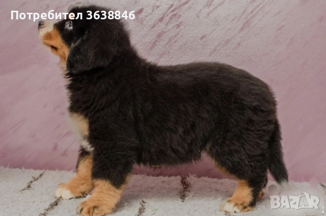 Бернска овчарка, снимка 2 - Бернска овчарка - 53250140