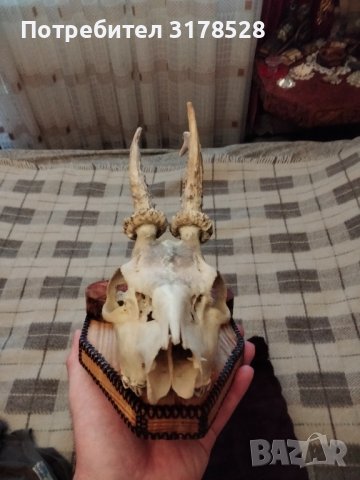 Рога от сръндак , снимка 8 - Декорация за дома - 39768466