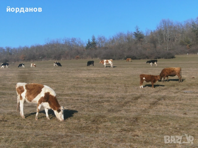 мъжко теле, снимка 3 - Крави - 53155209