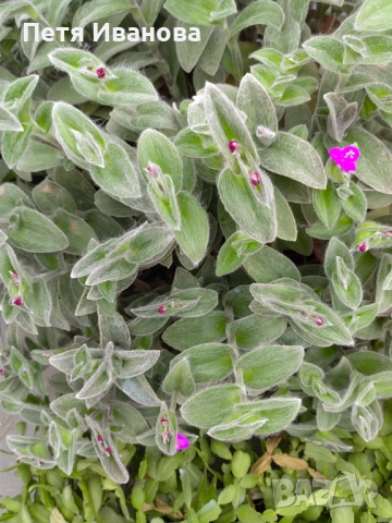 Tradescantia sillamontana, снимка 4 - Стайни растения - 51557832