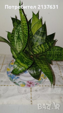 САНСЕВИЕРА в ПОРЦЕЛАНОВА САКСИЯ , снимка 2 - Стайни растения - 43062041