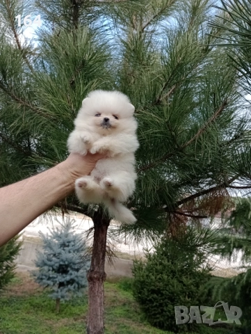 Женски Померани. Реални снимки от 22.12.25 г, снимка 2 - Померан - 52829028