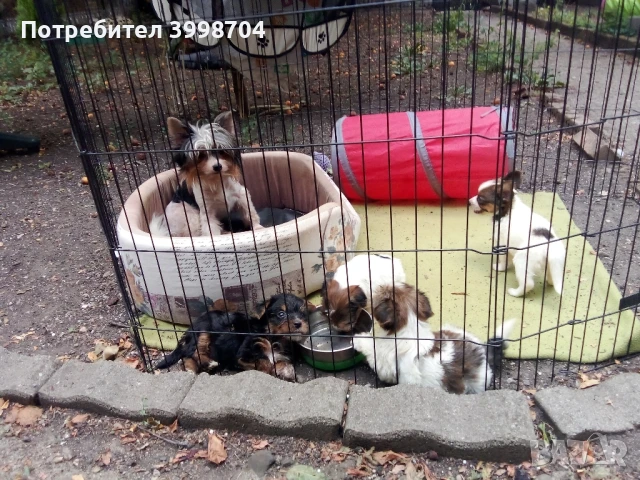 Бивер йоркширски териер, снимка 1