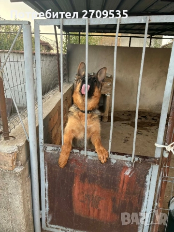 Немска овчарка, снимка 4 - Немска овчарка - 52684808