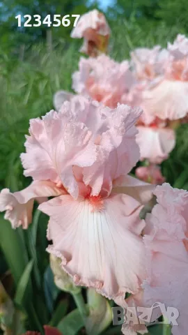 Сортови ириси високи брадати ириси Ризоми, снимка 8 - Градински цветя и растения - 50398180