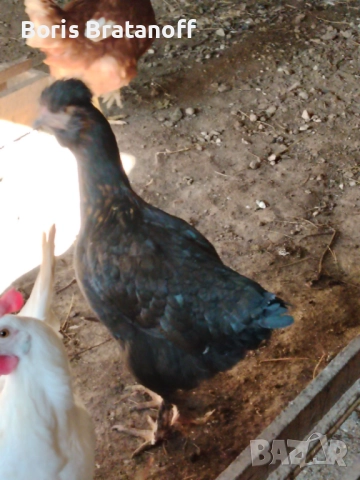 продавам или заменям ярка струмски бантам стандарт , снимка 3 - други­ - 51959011