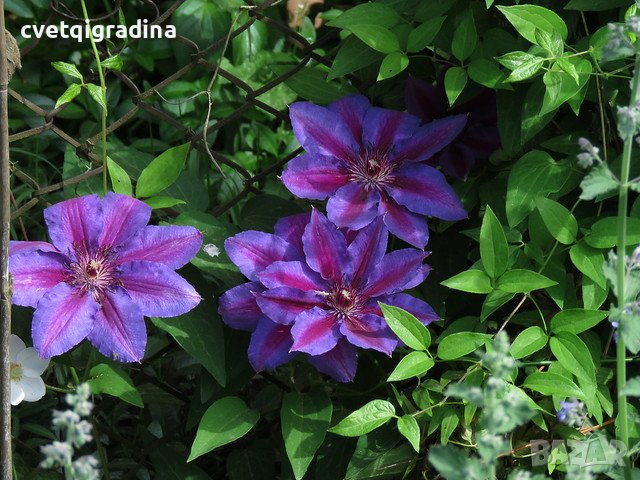 клематис clematis akaishi, снимка 3 - Градински цветя и растения - 39483822