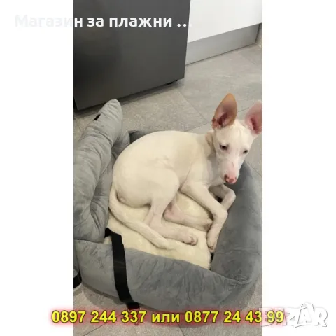 Транспортно легло за кола за домашен любимец - КОД 4336, снимка 5 - Други стоки за животни - 49222478