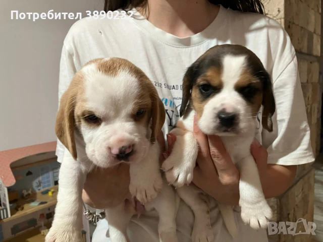 бигъл, снимка 2 - Бигъл - 51172851