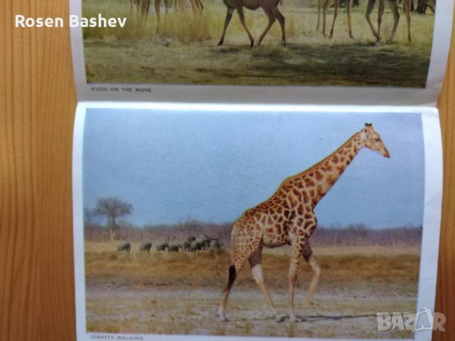  Картичка. Плик.Албум., снимка 6 - Филателия - 28657507