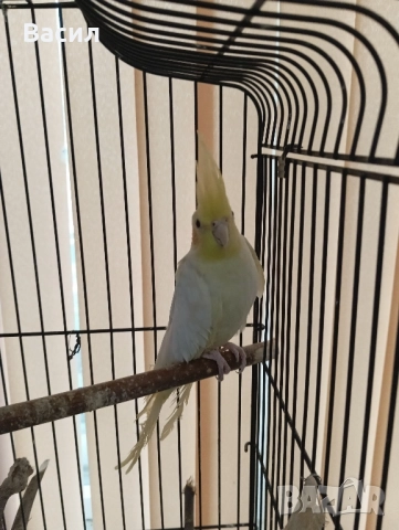 Продавам двойка много красиви Корели. Женската е много руса и красива., снимка 4 - Папагали - 52184695