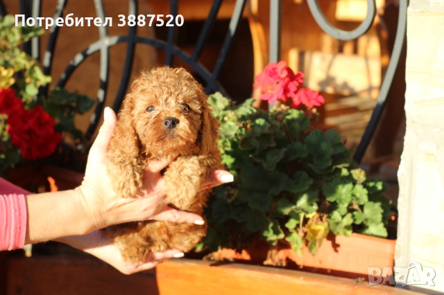 Той пуделчета от родословни родители , снимка 4 - Пудели - 52586544