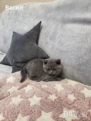 Продавам британски късокосмести котета, снимка 4 - Британска късокосместа - 46684108