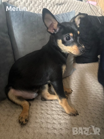 Продавам мъжко пинчер на 4 месеца, снимка 3 - Акита - 53580297