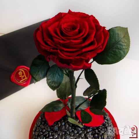 Подарък за Коледа за Жена - Естествена Вечна Роза в Голяма Стъкленица / Подарък за Съпругата, снимка 4 - Подаръци за жени - 52529750