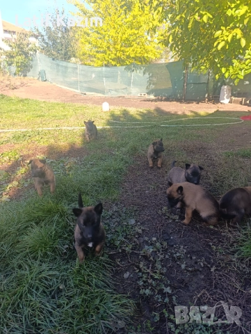 Чистокръвни малки белгийски овчарки Малинуа малионис, снимка 7 - Белгийска овчарка - 52294460