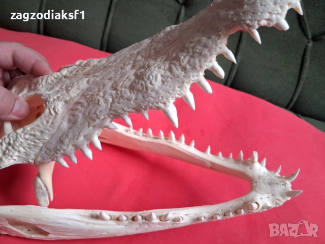 Челюст от Крокодил, снимка 5 - Колекции - 52465330