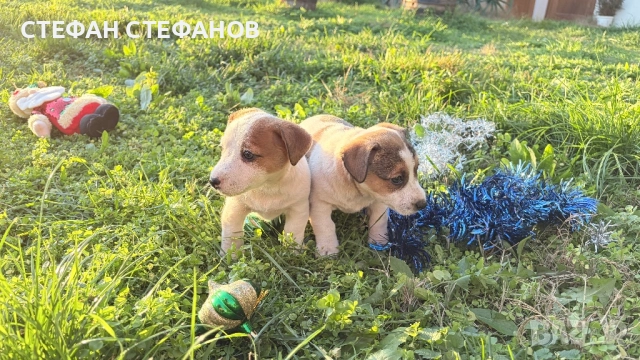 Джак Ръсел , снимка 10 - Джак ръсел териер - 52917744