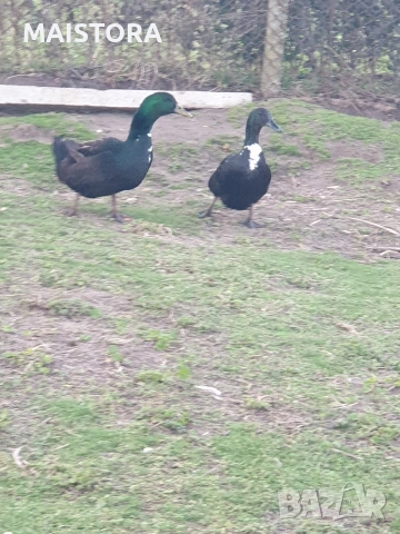 патици каюга чифт