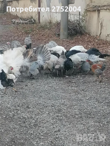 пуйки и пуяци , снимка 4 - Кокошки и пуйки - 52834291