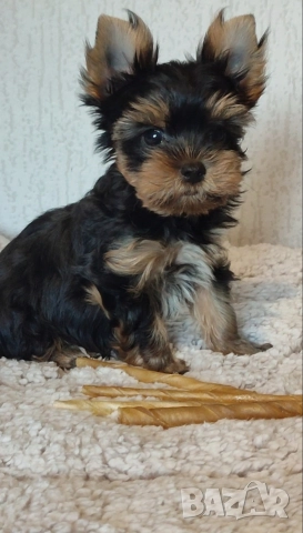 Йоркширски териер  , снимка 7 - Йоркширски териер - 51385796