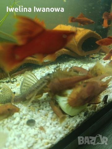 Продавам анциструси, снимка 4 - Рибки - 52562134