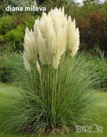  Пампаска трева, Кортадерия, бяла, Cortaderia Sellona, снимка 1