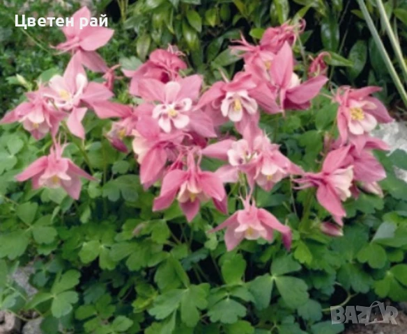 Домашни семена на цветя , снимка 18 - Градински цветя и растения - 51020468