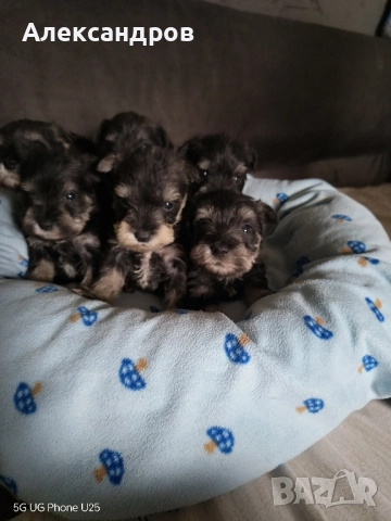 Кученца Цверг Шнауцер 