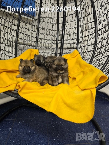 Померан , снимка 2 - Померан - 53262591