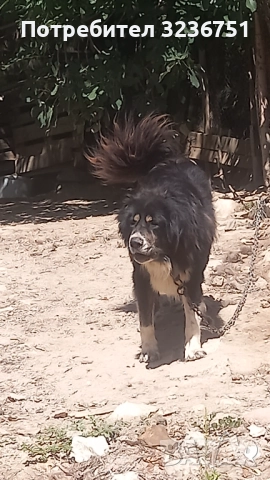 Българско овчарско куче , снимка 5 - Каракачанска овчарка - 52555056