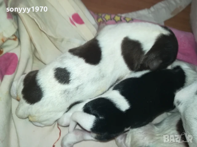 ДЖАК РЪСЕЛ БЕБЕТА 1408250720, снимка 14 - Джак ръсел териер - 51360990