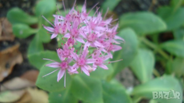 Дебела Мара (Sedum spectabile)