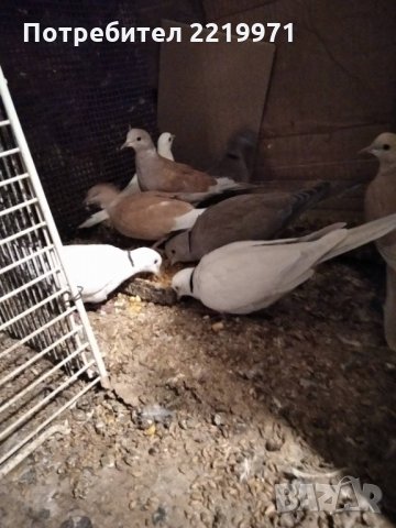 Продавам смеещи се гугутки, снимка 3 - Гълъби - 34615706
